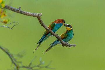pair of European Bee-eater Merops apiaster share prey on branch against green.