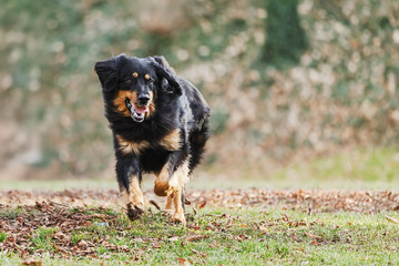 fast Dog hovawart Canis lupus familiaris sprinting over fallen leaf ground in park