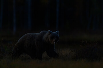 lonely Ursus arctos Brown Bear walks through heather at dusk in mist