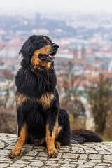 Canis lupus familiaris Hovawart Dog sits on stone wall above blurred city