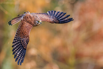 Falco tinnunculus Common Kestrel banks in flight over warm autumn bokeh background