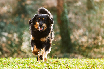 energetic Dog Canis lupus familiaris hovawart charging forward through morning frost on meadow
