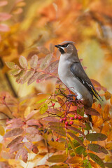 autumn rowan berries frame Bohemian Waxwing Bombycilla garrulus perched in soft light