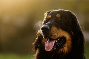 calm Dog Canis lupus familiaris hovawart portrait with tongue out in warm evening