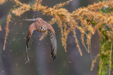 soaring Falco tinnunculus Common Kestrel hunts between larch branches in autumn light