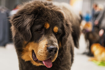 Canis lupus familiaris Tibetan Mastiff Dog stands indoors with tongue out bokeh