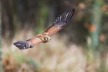 Falco tinnunculus Common Kestrel glides low over meadow with blurred forest background
