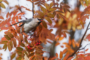 Bohemian Waxwing Bombycilla garrulus snatches red berry among autumn leaves in wind