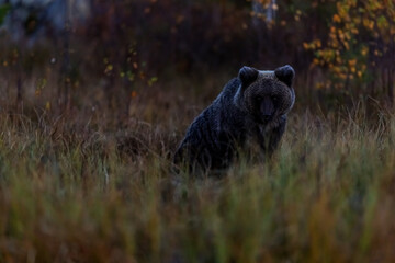 solitary Brown bear Ursus arctos resting in twilight grass near forest edge