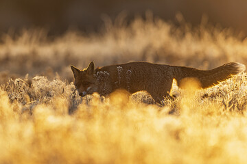cautious Vulpes vulpes Red Fox stalks through frosty grass in sunrise glow