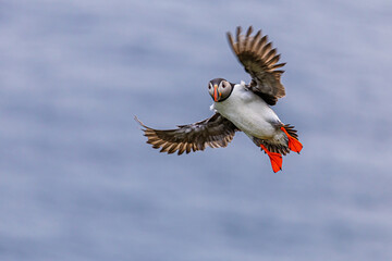 Atlantic Puffin Fratercula arctica banks in flight with bright orange feet sky.
