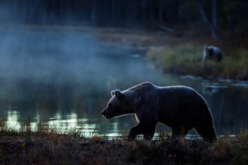 blue dawn follows Ursus arctos Brown Bear walking beside misty forest lake