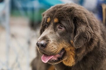Canis lupus familiaris Tibetan Mastiff Dog portrait shows gentle eyes grey muzzle