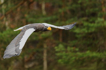 Steller's Sea Eagle Haliaeetus pelagicus gliding low above forest canopy in autumn