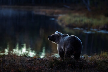 quiet evening finds Ursus arctos Brown Bear sniffing air by calm water