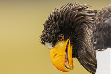 Steller's Sea Eagle Haliaeetus pelagicus calling loudly with open beak in portrait