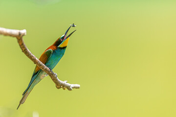 European Bee-eater Merops apiaster catches insect midair above green meadow background softly.
