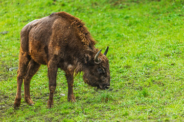 young Bison bonasus European Bison calf grazing on wet meadow in spring