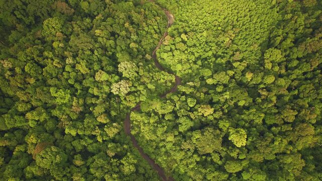 Top-down drone footage of a narrow winding road cutting through dense tropical rainforest canopy. Lush green vegetation forms an abstract natural pattern around the curving road.