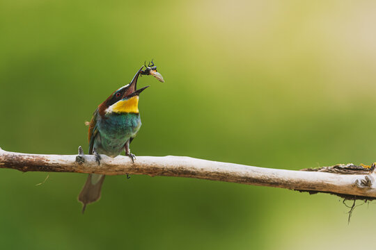 colorful Merops apiaster European Bee Eater swallows insect on branch in springtime