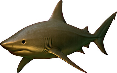 An isolated great white shark