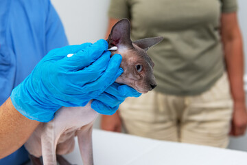 Hairless cat receives ear cleaning procedure from veterinarian wearing blue gloves