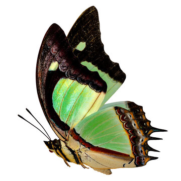 Striking green and brown butterfly with iridescent mint wings, bold black edges and sculpted tails, exotic macro insect side view isolated on white background for dramatic nature art and design

