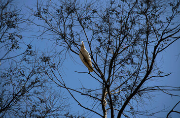Obraz premium Little Corella (Cacatua sanguinea)