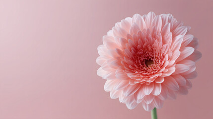 Single pink gerbera flower with delicate petals on a pink background with copy space. Minimal floral flat lay for beauty, skincare, wedding designs, branding, posters, and social media.