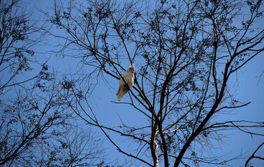 Little Corella (Cacatua sanguinea)
