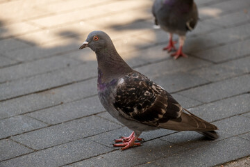 An urban pigeon walking on the sidewalk © Art L