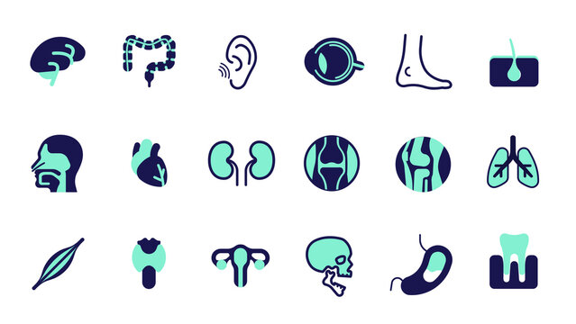Animated Icons Anatomy