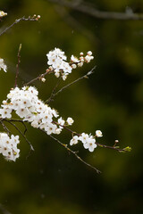 White cherry blossom, spring flowers on a branch, on a dark background