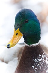 Mallard (Anas platyrhynchos) Male close-up Portrait in Winter Snow &mdash; Common Species in the Czech Republic