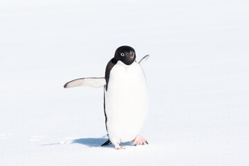 Running Penguin in the Snow