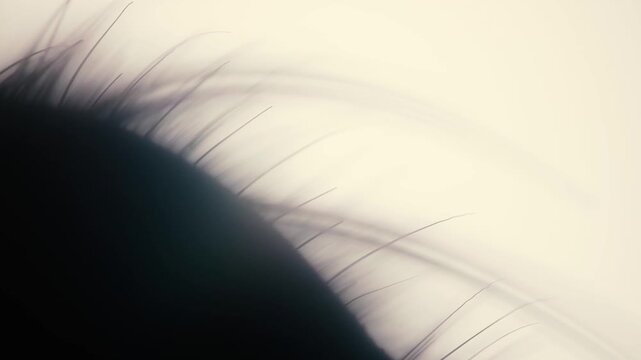 Macro photograph showing the soft, feathery bristles on a fly's body in dramatic lighting, emphasizing fine details and textures in silhouette.