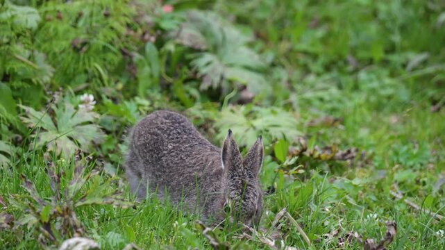 Little bunny eating grass. Close-up