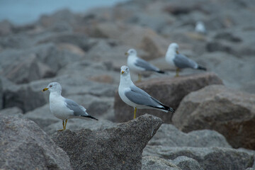 Sea Gulls The Rocks 
