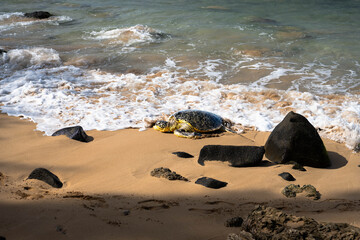 Oahu, Hawaii Sea Turtle on the North Shore in the winter of 2025