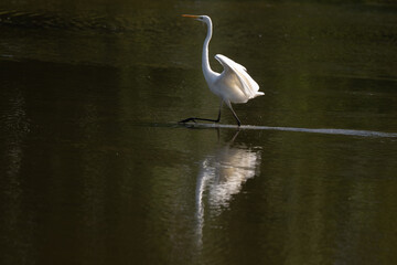 Obraz premium Grande Aigrette