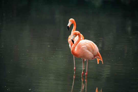 Flamingos standing and wading in a calm lake, reflected on the water surface - Powered by Adobe