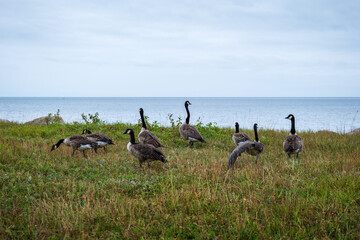 A Flock of Canada Geese Walks through the Grass in front of the Water on Anticosti Island, Quebec, Canada