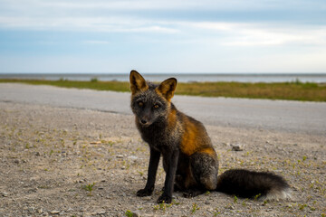Wild Black Fox Looking at the Camera in Port-menier, Anticosti Island, Quebec, Canada