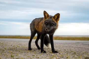 Wild Black Fox Looking at the Camera in Port-menier, Anticosti Island, Quebec, Canada