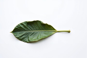 Obraz premium Symmetrical Succulent Leaf Vein Geometry 