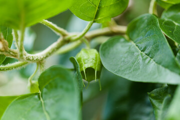 Obraz premium Flora of Gran Canaria - forming fruit of Withania aristata, locally called orobal del pais, plant native to Canary Islands, natural macro floral background