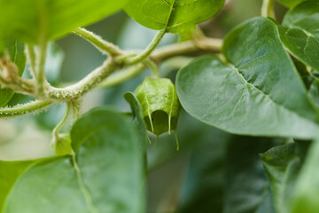 Obraz premium Flora of Gran Canaria - forming fruit of Withania aristata, locally called orobal del pais, plant native to Canary Islands, natural macro floral background