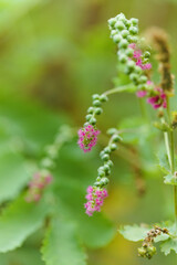 Fototapeta premium Flora of Gran Canaria - flowering Marcetella moquiniana bush endemic to Canary Islands natural macro floral background