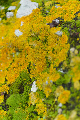 Bright yellow orange Caloplaca marina aka Orange Sea Lichen on rock, recent rains revived the vegetative body, natural macro background