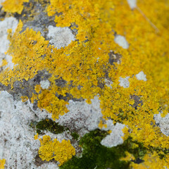 Bright yellow orange Caloplaca marina aka Orange Sea Lichen on rock, recent rains revived the vegetative body, natural macro background